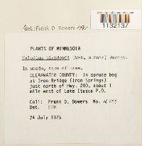 Helodium blandowii image