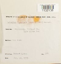 Helodium blandowii image