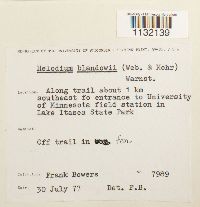 Helodium blandowii image