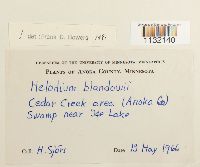 Helodium blandowii image