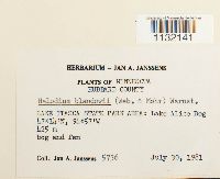 Helodium blandowii image