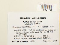 Helodium blandowii image