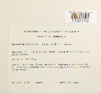 Helodium blandowii image