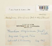 Helodium blandowii image