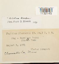 Helodium blandowii image