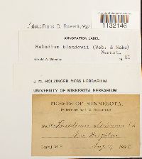 Helodium blandowii image