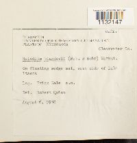 Helodium blandowii image