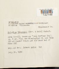 Helodium blandowii image