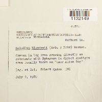 Helodium blandowii image