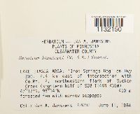 Helodium blandowii image