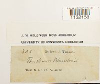 Helodium blandowii image