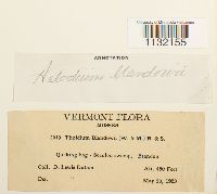 Helodium blandowii image