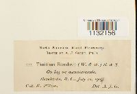 Helodium blandowii image