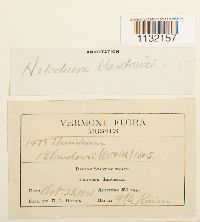 Helodium blandowii image