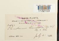 Helodium blandowii image