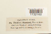 Helodium blandowii image