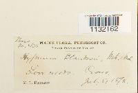 Helodium blandowii image