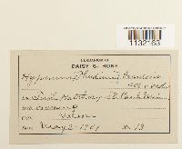 Helodium blandowii image