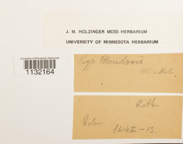 Helodium blandowii image