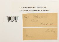 Helodium blandowii image