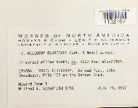 Helodium blandowii image