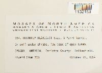 Helodium blandowii image