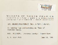 Helodium blandowii image