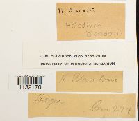 Helodium blandowii image