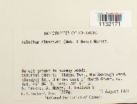 Helodium blandowii image