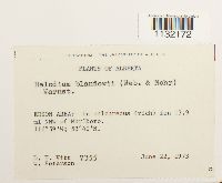 Helodium blandowii image