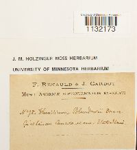 Helodium blandowii image