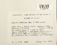 Helodium blandowii image