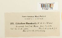 Helodium blandowii image