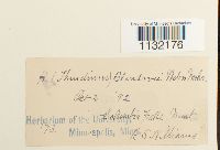 Helodium blandowii image