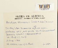 Helodium blandowii image