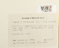 Helodium blandowii image