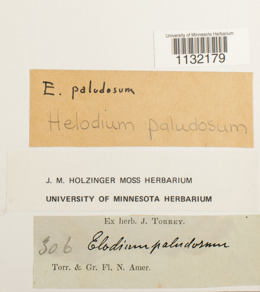 Helodium paludosum image