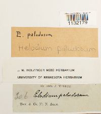 Media resource of Helodium paludosum