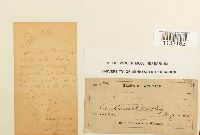 Helodium paludosum image