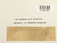 Helodium paludosum image