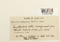 Helodium paludosum image