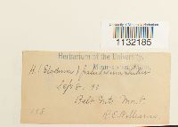 Helodium paludosum image