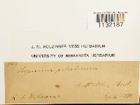 Helodium paludosum image