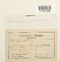 Helodium paludosum image