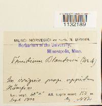 Helodium blandowii image