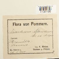 Helodium blandowii image