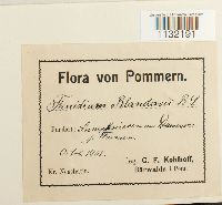 Helodium blandowii image