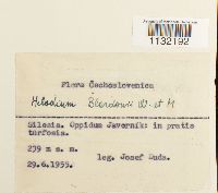 Helodium blandowii image