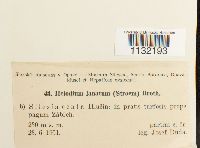 Helodium blandowii image