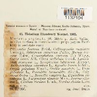 Helodium blandowii image